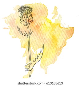 vector milk thistle flower at watercolor background, hand drawn medical herb, line drawing plant, isolated floral element
