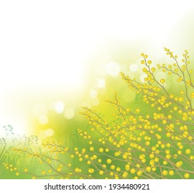 Vector mimosa flowers on  bokeh, green background. Spring landscape.
