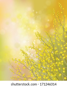 Vector mimosa flowers on spring background.