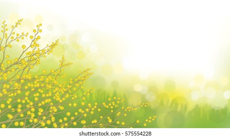 Vector mimosa flowers on spring background.