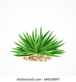 Vector Mini Mondo Grass, with small stone, front view design background, illustration