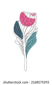Vector minimalist botanical illustration. Artistic drawing of the protea branch with an abstract shapes of different colors on white background. Line art style