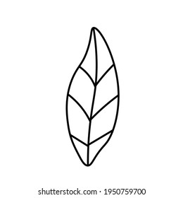 Vector minimalist plant leaf with a black line.One autumn simple hand drawn illustration on white isolated background in doodle style.Design for packaging,social media,posters,postcards.