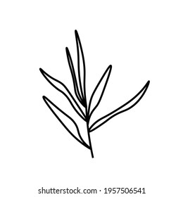 Vector minimalist plant leaf reed with a black line.One autumn simple hand drawn illustration on white isolated background in doodle style.Design for packaging,web,social media,posters,postcards.