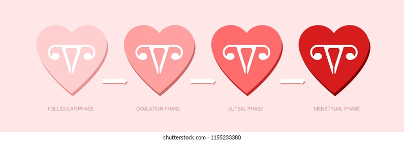 Vector minimalistic demonstration the phase of the menstrual cycle