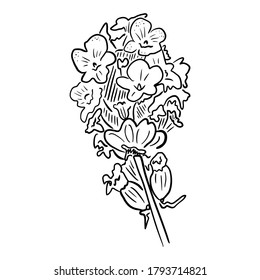Vector minimalistic flower illustration isolated on white background. Graphic natural sketch drawing, line art