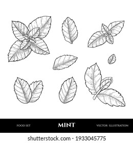 Vector Mint  Hand Drawn Sketch. Vintage Style. Botanical Drawing.