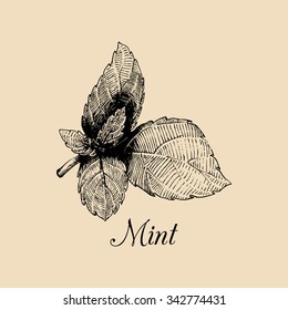 Vector mint illustration. Hand drawn aromatic plant sketch. Culinary herb illustration. Botanical drawing in engraving style.