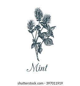 Vector mint illustration. Hand drawn aromatic plant sketch. Culinary herb illustration. Botanical drawing in engraving style.