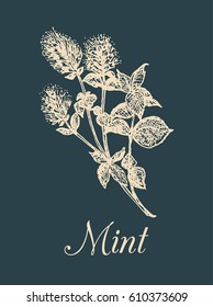 Vector mint illustration. Hand drawn aromatic plant sketch. Culinary herb image. Botanical drawing in engraving style for cards, tags etc.