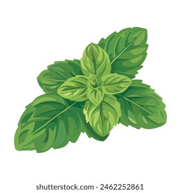 Vector Hoja de menta aislada. Vector ilustración de dibujos animados. Icono plano de hierbas verdes fragantes. Ilustración plana de hojas de menta. Colección estilizada de Elementos de Vector plano en colores verdes. 