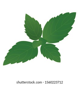 vector of mint leaves are green and fresh