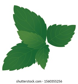 vector of mint leaves are green and fresh