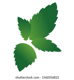 vector of mint leaves are green and fresh