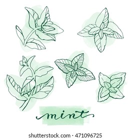 Vector mint leaves and handwritten brush lettering on white background.