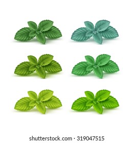 Vector Mint Spearmint Peppermint Leaf Leaves Set Isolated On White Background