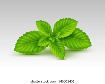 Vector Mint Spearmint Peppermint Leaf Leaves Set Isolated On White Background