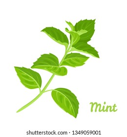 Vector mint. Sprig of green fresh mint isolated on white background. Illustration of herbs in cartoon simple flat style.