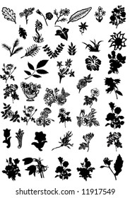 vector miscellaneous flower and plants