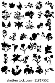 vector miscellaneous flower and plants