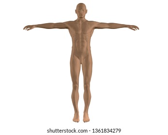 Vector model polygonal man. 3D. Front view. A man with his hands up. Nude male athletic. Vector illustration