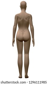 Vector model of a realistic girl in 3D. Polygonal girl standing naked with hands down. Back view.