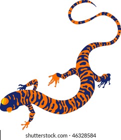 Vector model of salamandra, on white background