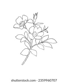 Vector modern art poster with plant. Aesthetic minimalist style. Hand drawn illustration.