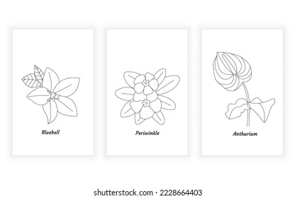 Vector modern minimalism flower line art drawning illustration. bluebell, periwinkle, anthurium