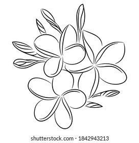 Vector modern set of isolated hand drawn doodle magnolia flowers. Pattern of drawn flowers on a white background.