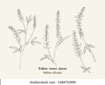 Vector modern  vintage botanical illustration of Melilotus officinalis with flowers, leaves. Medicinal natural herb supplement. Pasture, meadow and forage plant. Yellow sweet clover, common melilot.