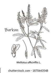 Vector modern vintage botanical illustration of Melilotus officinalis with flowers, leaves. Medicinal natural herb supplement. Pasture, meadow and forage plant. Yellow sweet clover, common melilot.