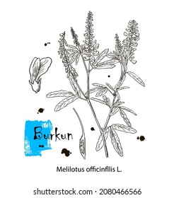 Vector modern vintage botanical illustration of Melilotus officinalis with flowers, leaves. Medicinal natural herb supplement. Pasture, meadow and forage plant. Yellow sweet clover, common melilot.