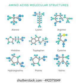 Vector molecular structures of amino acids isolated on white set