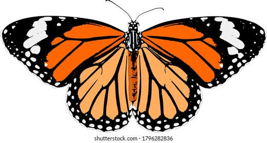 Vector of monarch butterfly with open wings