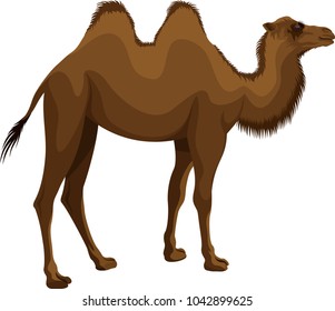 vector mongolian bactrian camel