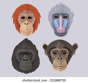 Vector monkeys set chimpanzee orangutan gorilla mandrill new year of monkey