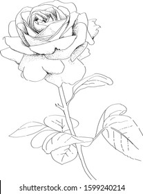 Vector monochromatic image of roses in retro style. Hand-drawn lineart. Vector.