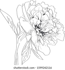 Vector monochromatic peony image in retro style. Hand-hatching. Vector.