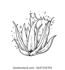 Vector monochrome aloe plant with dynamic water splashes illustration in black and white design. Antiseptic water wave etching drawing for spa branding, cosmetic packaging, organic beauty product.