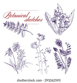Vector a monochrome botanical sketch of wildflowers 