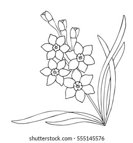 vector monochrome contour illustration of daffodil narcissus  flower