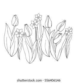 vector monochrome contour illustration of daffodil narcissus  tulip flower 