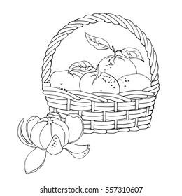 vector monochrome contour illustration of mandarin tangerine fruit in basket