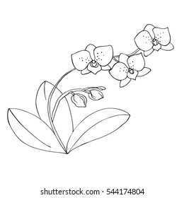 vector monochrome contour illustration of orchid flower