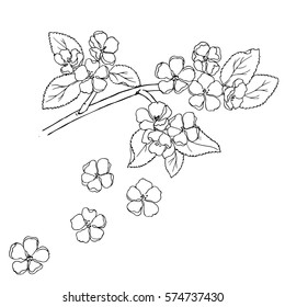 vector monochrome contour illustration of spring apple flowers and leaves branch black on white