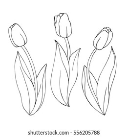 vector monochrome contour illustration of tulip  flower