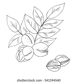 vector monochrome contour illustration of walnut plant and nuts