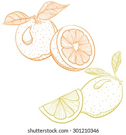 Vector monochrome drawing of citrus fruits - orange and lemon in slices and whole frutes