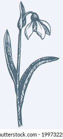 Vector monochrome drawing of a shading ink on paper. First spring flower - Snowdrop 